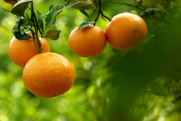 橘子要怎么挑 吃橘子會(huì)長(zhǎng)胖嗎 橘子要怎么挑 吃橘子會(huì)長(zhǎng)胖嗎