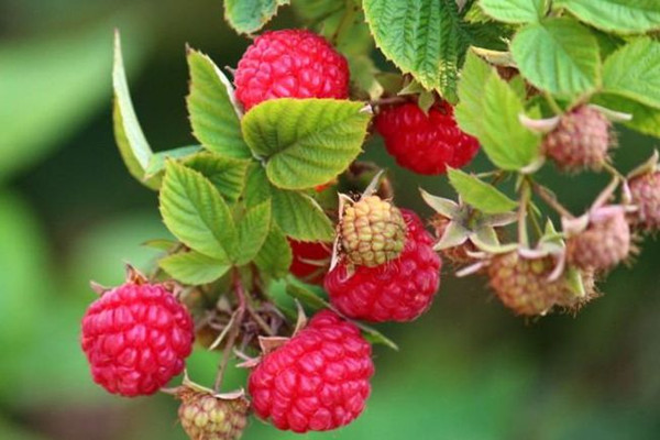 覆盆子是草莓嗎 覆盆子和草莓的區(qū)別 覆盆子是草莓嗎 覆盆子和草莓的區(qū)別