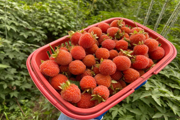 覆盆子是涼性還是熱性 覆盆子會(huì)上火嗎 覆盆子是涼性還是熱性 覆盆子會(huì)上火嗎