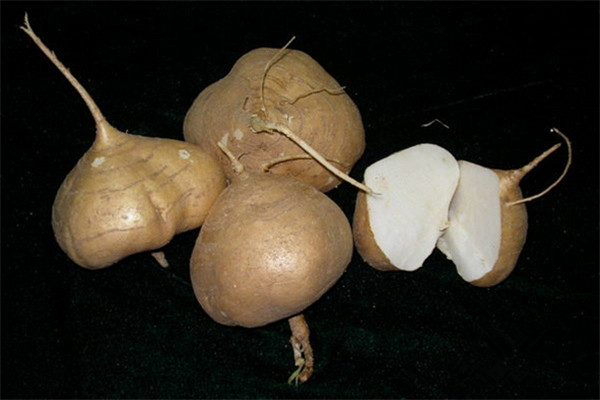 涼薯不適合什么人吃 涼薯不能和什么同吃 涼薯不適合什么人吃 涼薯不能和什么同吃