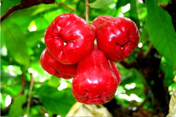 蓮霧孕婦可以吃嗎 蓮霧孕婦吃有什么好處 蓮霧孕婦可以吃嗎 蓮霧孕婦吃有什么好處