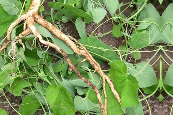 黨參的功效與作用吃法 黨參的禁忌人群 黨參的功效與作用吃法 黨參的禁忌人群