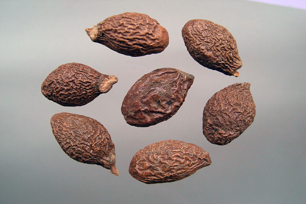 胖大海小孩子可以喝嗎 小孩子喝胖大海放幾顆 胖大海小孩子可以喝嗎 小孩子喝胖大海放幾顆