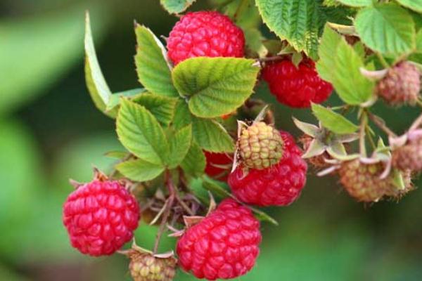 樹莓的功效與作用禁忌 樹莓能直接吃嗎 樹莓的功效與作用禁忌 樹莓能直接吃嗎