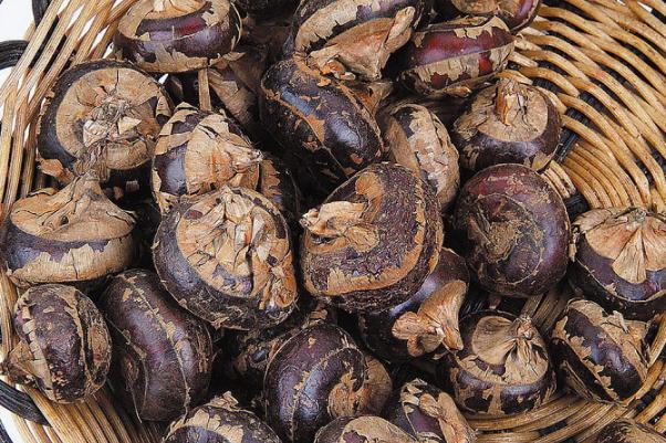 荸薺是發(fā)物嗎 荸薺經(jīng)期可以吃嗎 荸薺是發(fā)物嗎 荸薺經(jīng)期可以吃嗎