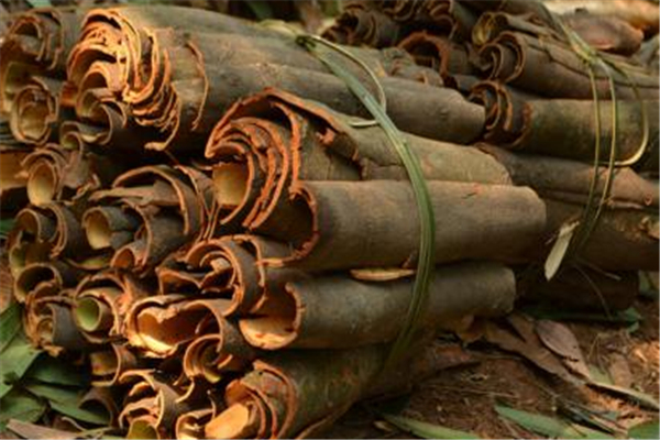 桂皮哪里產的最好 桂皮有假的嗎