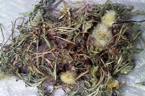 蒲公英會(huì)不會(huì)回奶 蒲公英哺乳期能吃嗎 蒲公英會(huì)不會(huì)回奶 蒲公英哺乳期能吃嗎