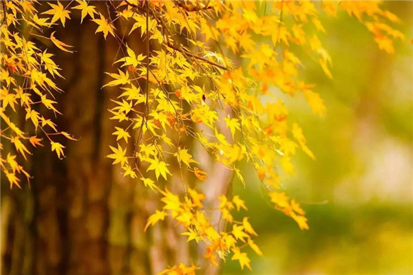 秋分什么時(shí)候 秋分時(shí)要做什么 秋分什么時(shí)候 秋分時(shí)要做什么