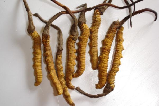 冬蟲夏草有沒有保質(zhì)期限 冬蟲夏草過期能吃嗎 冬蟲夏草有沒有保質(zhì)期限 冬蟲夏草過期能吃嗎