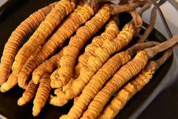 冬蟲夏草要連續(xù)吃多久 吃冬蟲夏草需要長期服用嗎 冬蟲夏草要連續(xù)吃多久 吃冬蟲夏草需要長期服用嗎