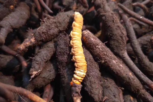 冬蟲夏草是發(fā)物嗎 冬蟲夏草是涼性還是熱性 冬蟲夏草是發(fā)物嗎 冬蟲夏草是涼性還是熱性