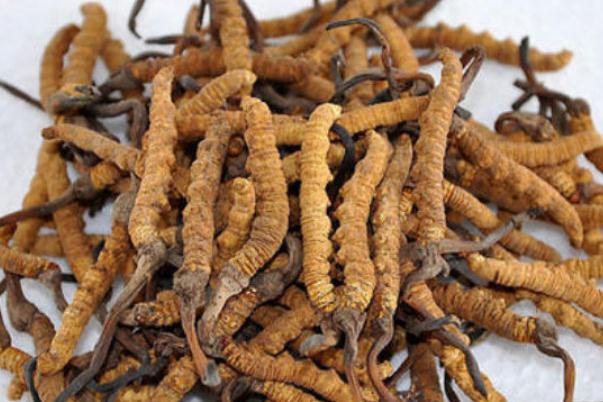 冬蟲(chóng)夏草的作用與功效 冬蟲(chóng)夏草的吃法怎樣最好
