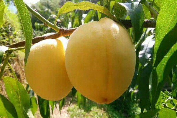 黃桃一天吃多少合適 黃桃吃多了會怎樣 黃桃一天吃多少合適 黃桃吃多了會怎樣