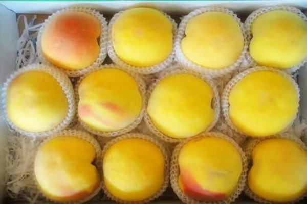 黃桃可以和牛奶一起吃嗎 黃桃可以和香蕉一起吃嗎 黃桃可以和牛奶一起吃嗎 黃桃可以和香蕉一起吃嗎