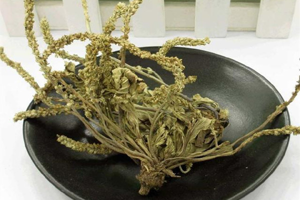 車前草孕婦可以用嗎 車前草什么人不宜食用 車前草孕婦可以用嗎 車前草什么人不宜食用