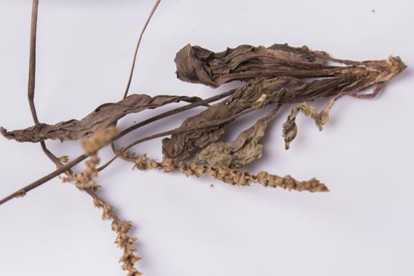 車前草孕婦可以用嗎 車前草什么人不宜食用 車前草孕婦可以用嗎 車前草什么人不宜食用