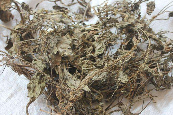 車前草會導致流產嗎 車前草會影響月經嗎 車前草會導致流產嗎 車前草會影響月經嗎