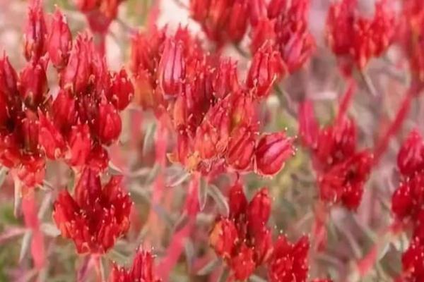 紅景天對高原反應(yīng)有用嗎 紅景天對糖尿病的作用