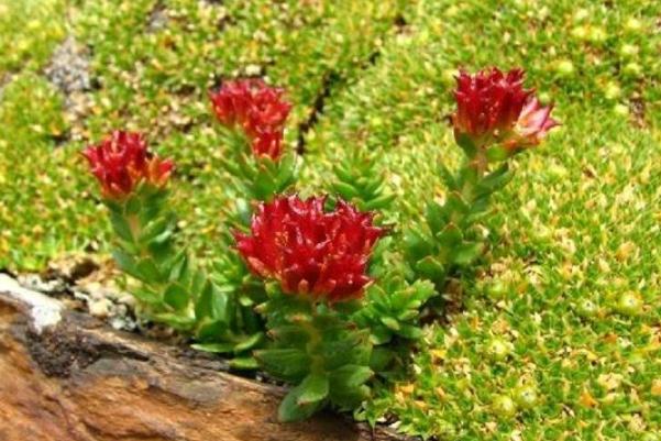 紅景天孕婦可以用嗎 紅景天孕婦吃了會(huì)怎么樣