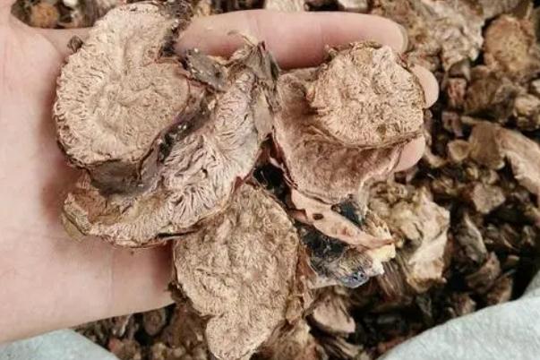 紅景天會不會影響月經(jīng) 紅景天會導(dǎo)致月經(jīng)推遲嗎 紅景天會不會影響月經(jīng) 紅景天會導(dǎo)致月經(jīng)推遲嗎