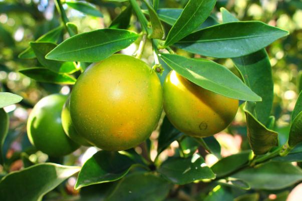 小金桔會(huì)上火嗎 小金桔上火還是下火的 小金桔會(huì)上火嗎 小金桔上火還是下火的