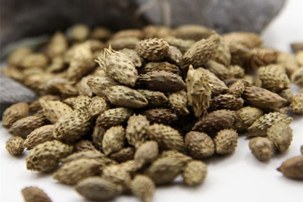 蒼耳子能泡酒嗎 蒼耳子泡酒怎么泡 蒼耳子能泡酒嗎 蒼耳子泡酒怎么泡