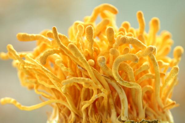 蟲(chóng)草花有點(diǎn)發(fā)黑了還能吃嗎 蟲(chóng)草花有毒嗎