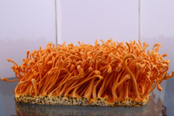 蟲草花是涼性的還是熱性的 蟲草花是什么東西長(zhǎng)出來(lái)的