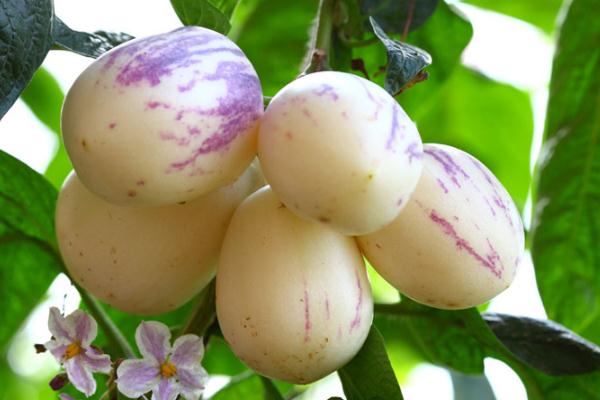 人參果的危害 人參果與什么相克 人參果的危害 人參果與什么相克