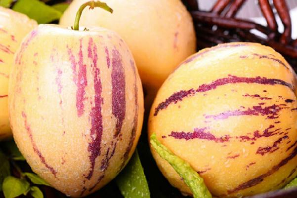 人參果的危害 人參果與什么相克 人參果的危害 人參果與什么相克