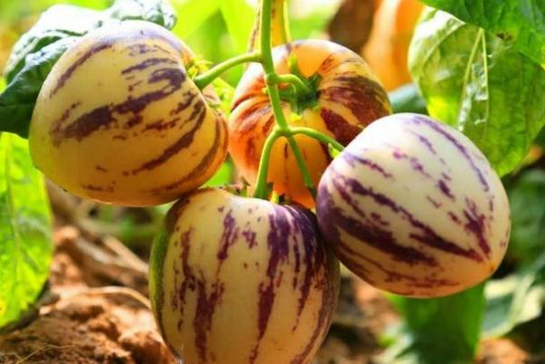 人參果要削皮吃嗎 人參果要放冰箱保存嗎