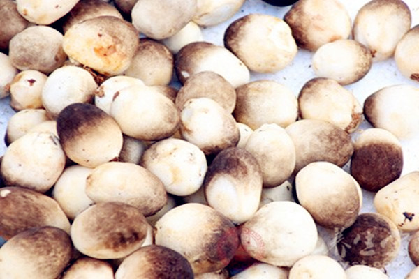 草菇搭配什么一起吃 草菇哪些人不能吃 草菇搭配什么一起吃 草菇哪些人不能吃