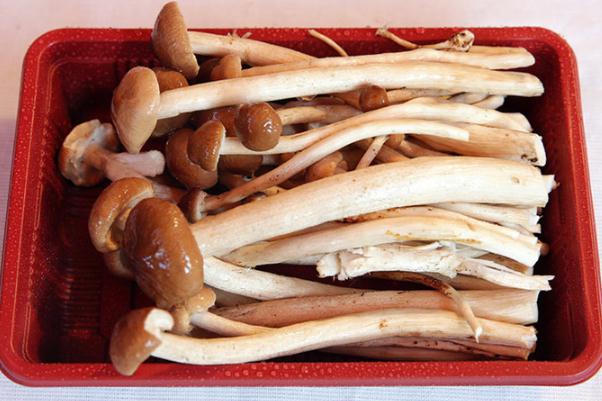 茶樹菇會過敏嗎 茶樹菇過敏有何癥狀 茶樹菇會過敏嗎 茶樹菇過敏有何癥狀