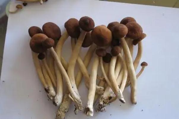 茶樹菇是榛蘑嗎 茶樹菇與香菇哪個(gè)好