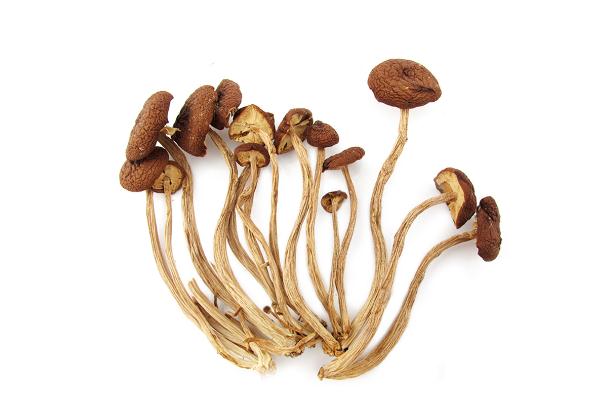 茶樹菇的產(chǎn)地是哪里 吃茶樹菇會長胖嗎 茶樹菇的產(chǎn)地是哪里 吃茶樹菇會長胖嗎