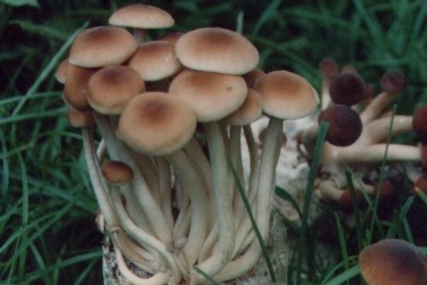 茶樹菇為啥叫茶樹菇 茶樹菇有毒嗎 茶樹菇為啥叫茶樹菇 茶樹菇有毒嗎