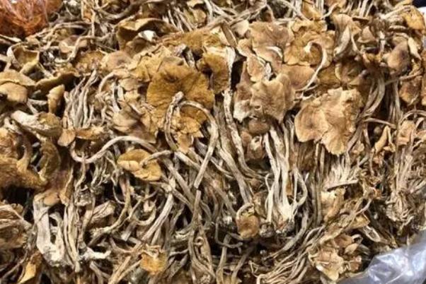 茶樹菇為啥叫茶樹菇 茶樹菇有毒嗎 茶樹菇為啥叫茶樹菇 茶樹菇有毒嗎