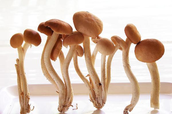 茶樹菇為啥叫茶樹菇 茶樹菇有毒嗎 茶樹菇為啥叫茶樹菇 茶樹菇有毒嗎