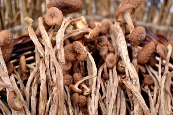 茶樹菇孕婦能吃不 茶樹菇孕婦吃對胎兒有影響嗎 茶樹菇孕婦能吃不 茶樹菇孕婦吃對胎兒有影響嗎