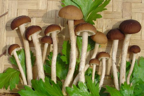 茶樹菇會過敏嗎 茶樹菇過敏有何癥狀 茶樹菇會過敏嗎 茶樹菇過敏有何癥狀