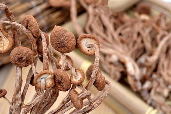 茶樹菇要洗嗎 茶樹菇有點發(fā)霉了還能吃嗎 茶樹菇要洗嗎 茶樹菇有點發(fā)霉了還能吃嗎