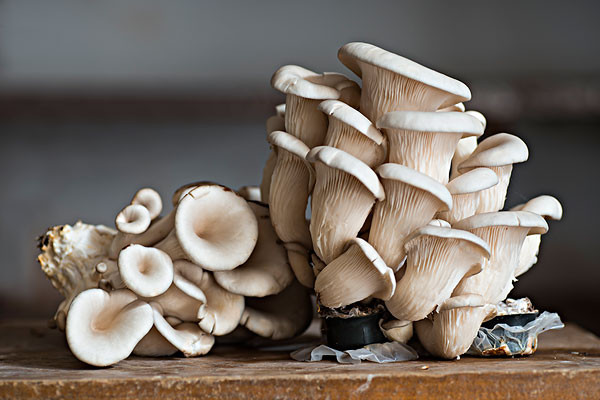 平菇發(fā)黃了還能吃嗎 平菇長白毛了還能吃嗎 平菇發(fā)黃了還能吃嗎 平菇長白毛了還能吃嗎