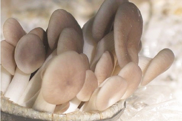 平菇如何挑選 平菇如何保存 平菇如何挑選 平菇如何保存
