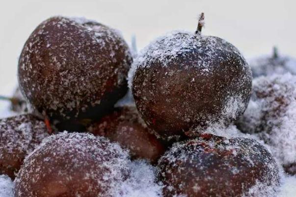 凍梨化凍后還能保存嗎 凍梨吃不完是冷凍還是冷藏 凍梨化凍后還能保存嗎 凍梨吃不完是冷凍還是冷藏