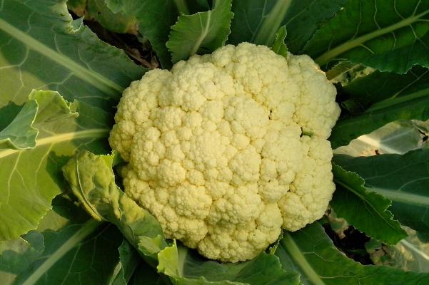 吃花椰菜容易脹氣嗎 吃花菜的注意事項(xiàng) 吃花椰菜容易脹氣嗎 吃花菜的注意事項(xiàng)