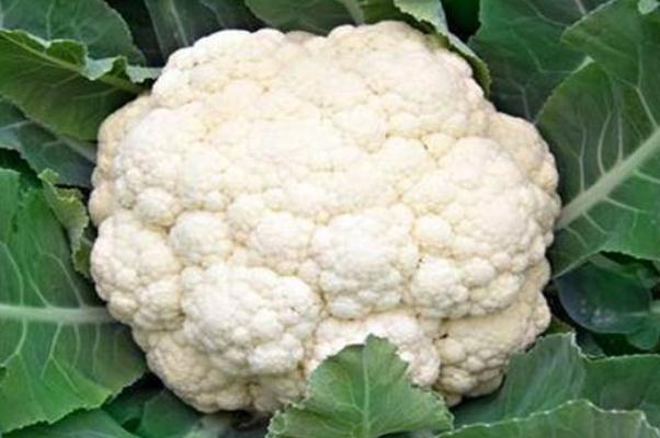 花椰菜孕婦可以吃嗎 花椰菜煮多久熟 花椰菜孕婦可以吃嗎 花椰菜煮多久熟