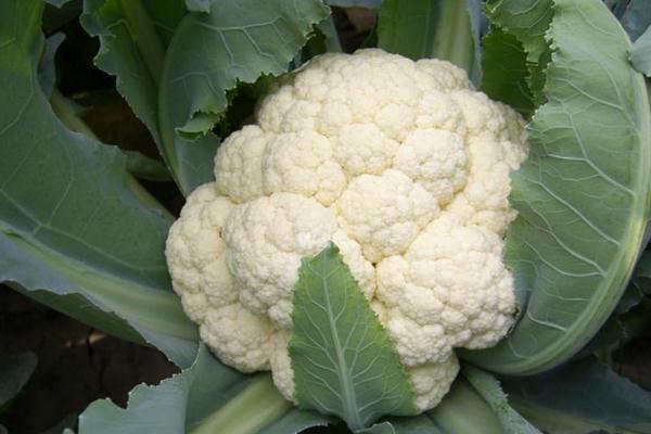 花椰菜孕婦可以吃嗎 花椰菜煮多久熟 花椰菜孕婦可以吃嗎 花椰菜煮多久熟