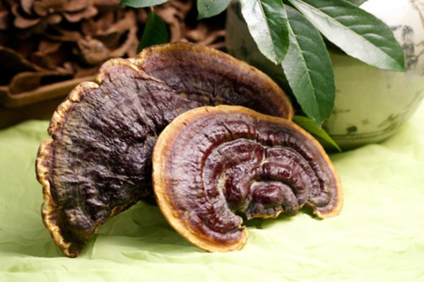 ?靈芝的主要功效 靈芝會不會上火 ?靈芝的主要功效 靈芝會不會上火