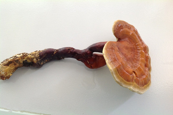 ?靈芝的主要功效 靈芝會不會上火 ?靈芝的主要功效 靈芝會不會上火