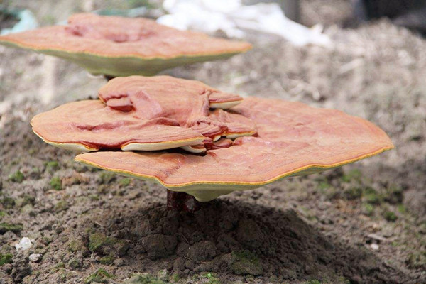 靈芝能泡水喝嗎 靈芝能長(zhǎng)期泡水喝嗎 靈芝能泡水喝嗎 靈芝能長(zhǎng)期泡水喝嗎